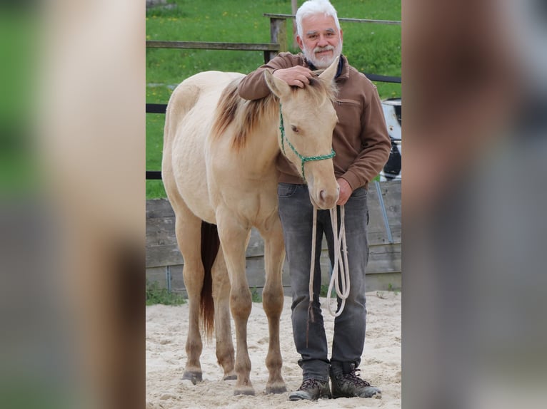 American Quarter Horse Wałach 2 lat 150 cm Szampańska in Müglitztal