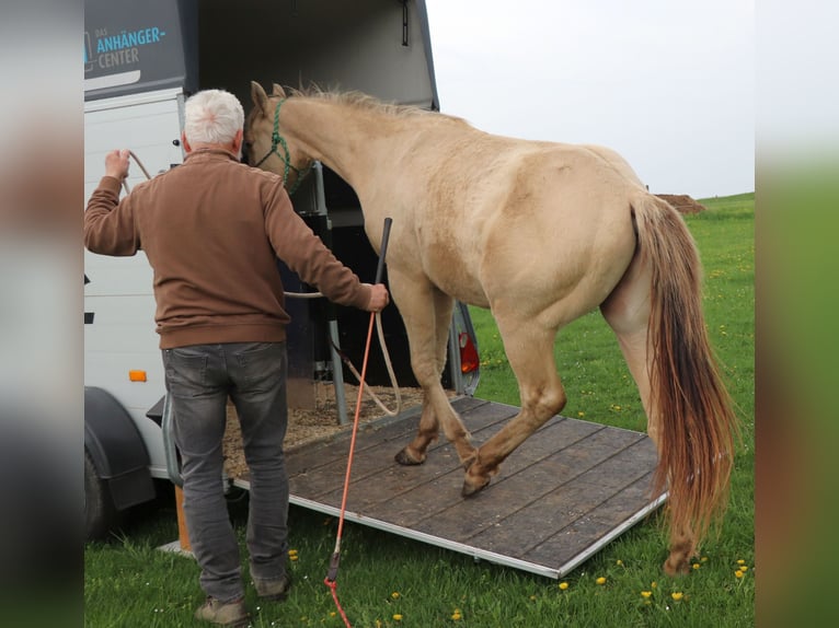 American Quarter Horse Wałach 2 lat 150 cm Szampańska in Müglitztal