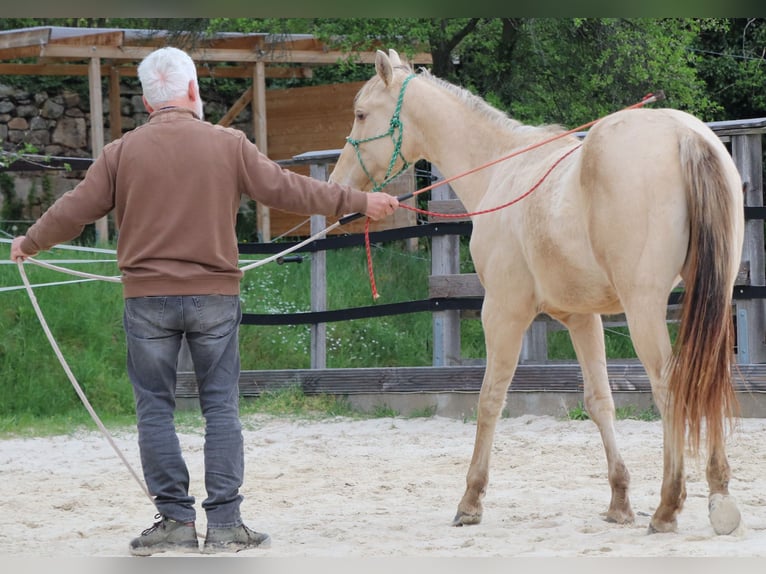 American Quarter Horse Wałach 2 lat 150 cm Szampańska in Müglitztal