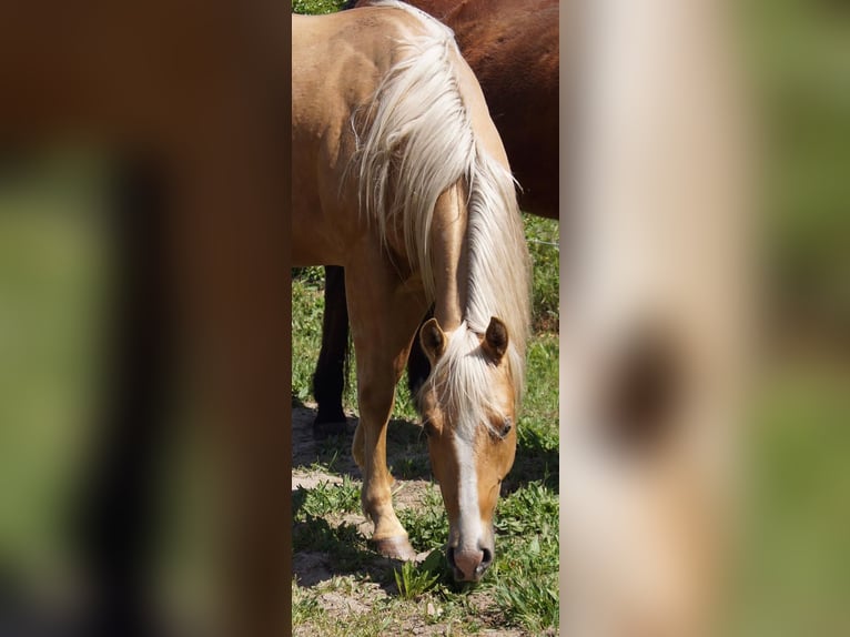American Quarter Horse Wałach 2 lat 151 cm Izabelowata in Treuenbrietzen