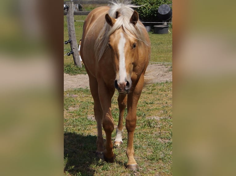 American Quarter Horse Wałach 2 lat 151 cm Izabelowata in Treuenbrietzen