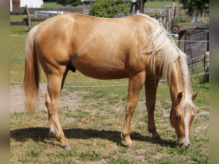 American Quarter Horse Wałach 2 lat 151 cm Izabelowata in Treuenbrietzen