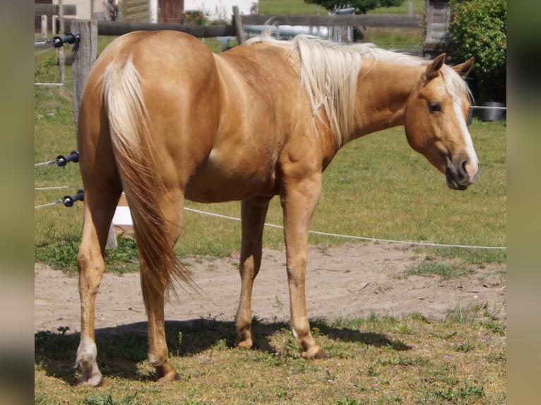 American Quarter Horse Wałach 2 lat 151 cm Izabelowata in Treuenbrietzen