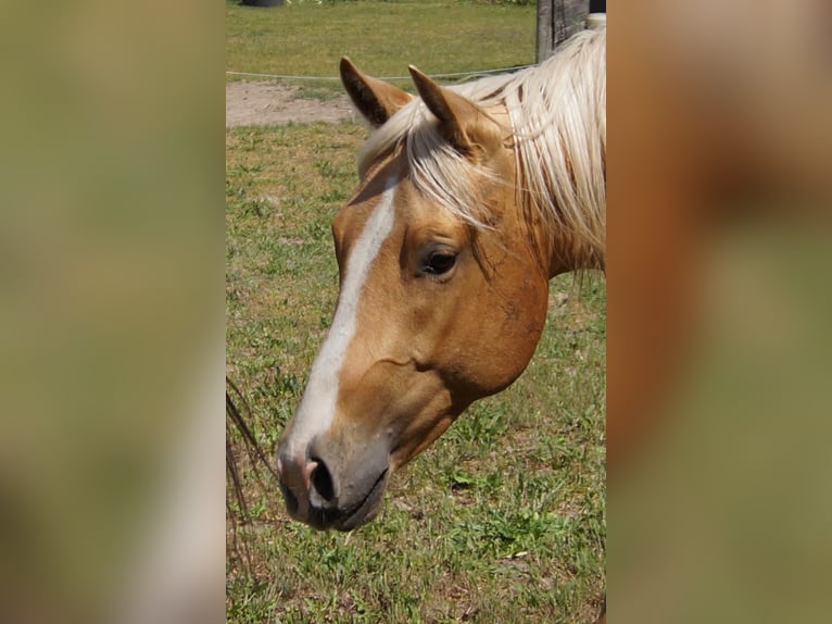American Quarter Horse Wałach 2 lat 151 cm Izabelowata in Treuenbrietzen