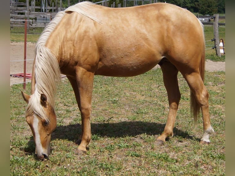 American Quarter Horse Wałach 2 lat 151 cm Izabelowata in Treuenbrietzen