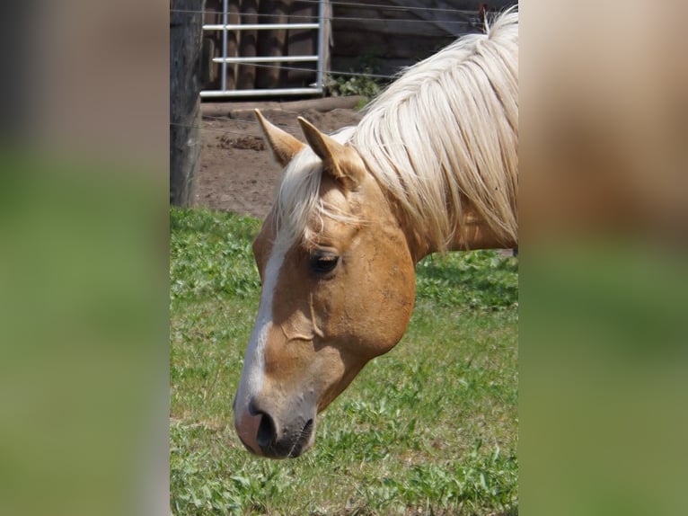 American Quarter Horse Wałach 2 lat 151 cm Izabelowata in Treuenbrietzen