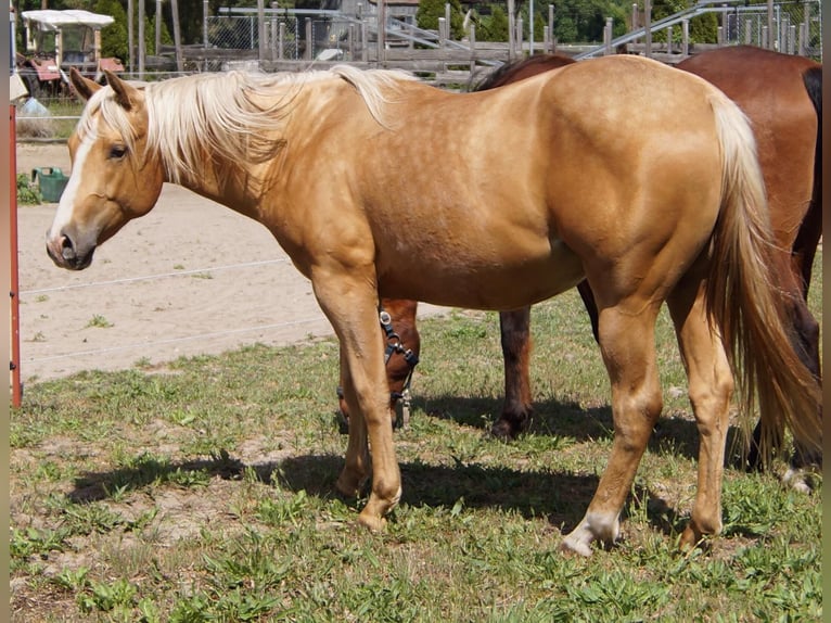 American Quarter Horse Wałach 2 lat 151 cm Izabelowata in Treuenbrietzen