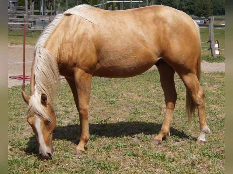 American Quarter Horse Wałach 2 lat 151 cm Izabelowata in Treuenbrietzen
