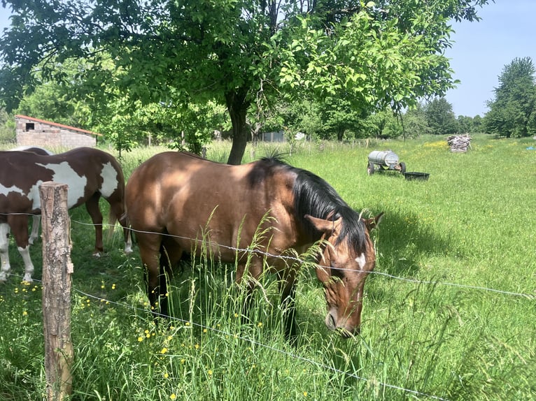 American Quarter Horse Wałach 2 lat 152 cm Formy Brown Falb in Petit-Réderching