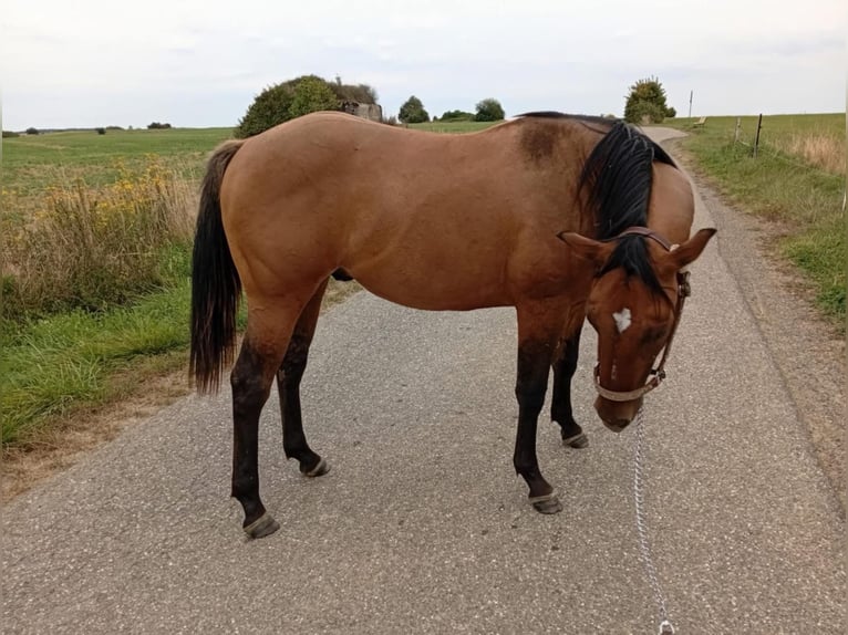 American Quarter Horse Wałach 2 lat 152 cm Formy Brown Falb in Petit-Réderching