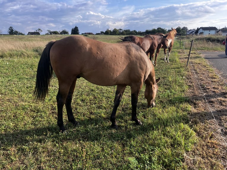 American Quarter Horse Wałach 2 lat 152 cm Formy Brown Falb in Petit-Réderching