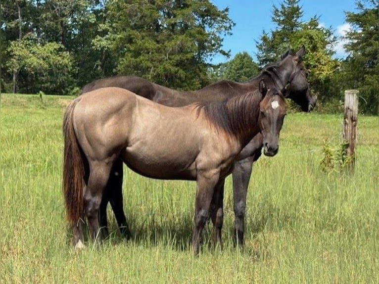American Quarter Horse Wałach 2 lat 152 cm Grullo in Hamptonville