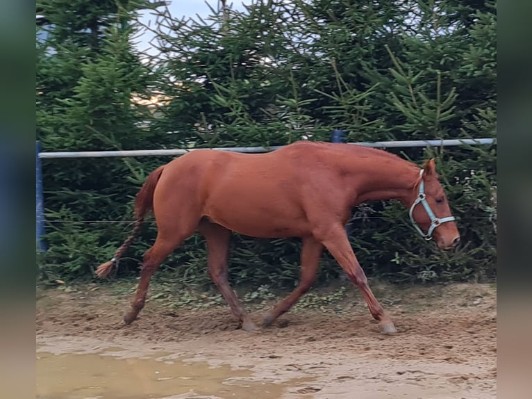American Quarter Horse Wałach 2 lat 152 cm Kasztanowata in Harth-P&#xF6;llnitz