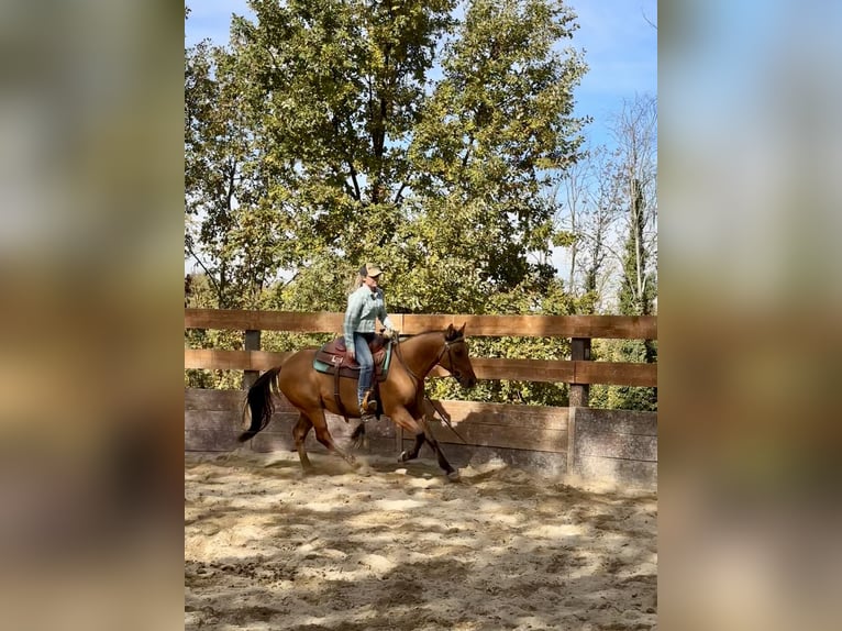 American Quarter Horse Wałach 2 lat 153 cm in Cortazzone