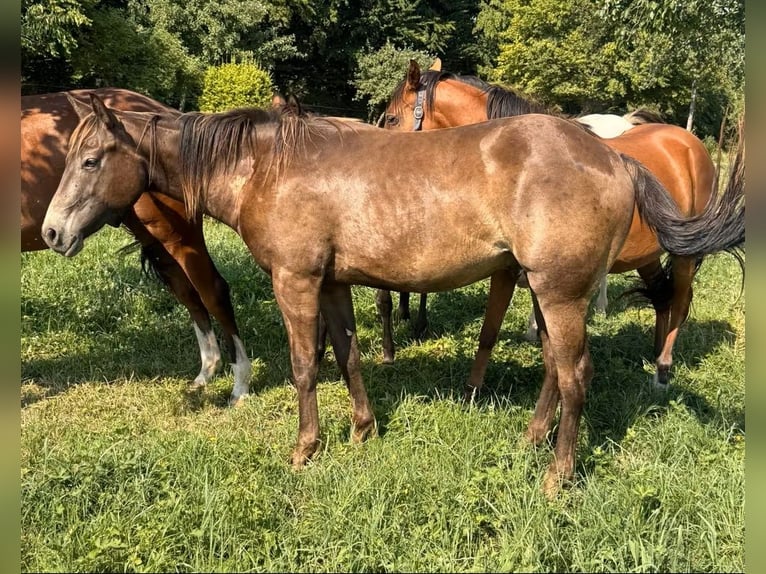 American Quarter Horse Mix Wałach 2 lat 155 cm  in Daleiden