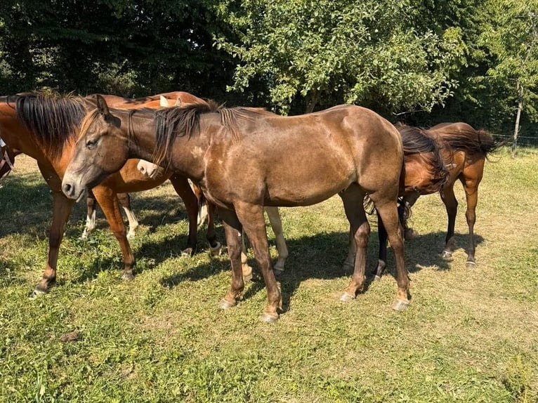 American Quarter Horse Mix Wałach 2 lat 155 cm  in Daleiden