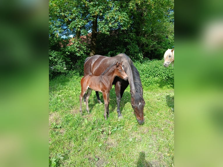 American Quarter Horse Mix Wałach 2 lat 157 cm Skarogniada in Pfronten