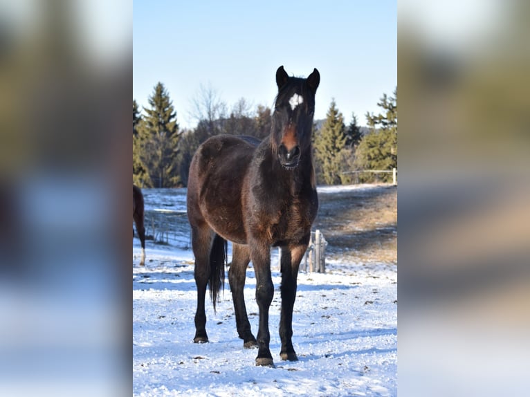 American Quarter Horse Mix Wałach 2 lat 157 cm Skarogniada in Pfronten