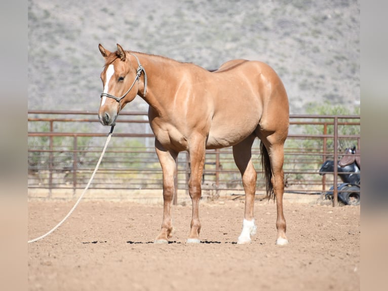 American Quarter Horse Wałach 2 lat Bułana in Congress