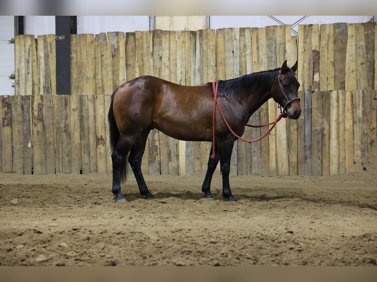 American Quarter Horse Wałach 2 lat Gniada in Corsica
