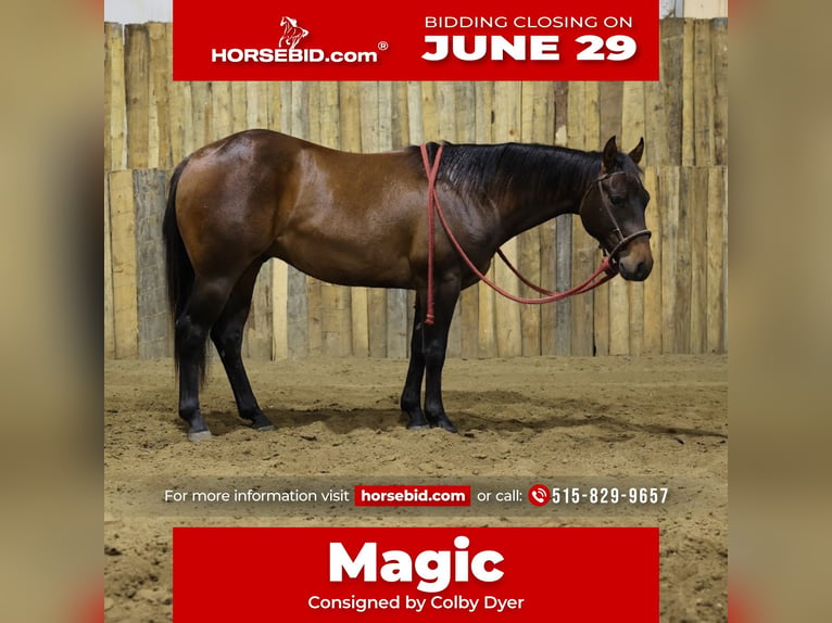 American Quarter Horse Wałach 2 lat Gniada in Corsica