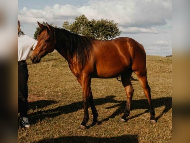 American Quarter Horse Wałach 2 lat Gniada in Lauterbach
