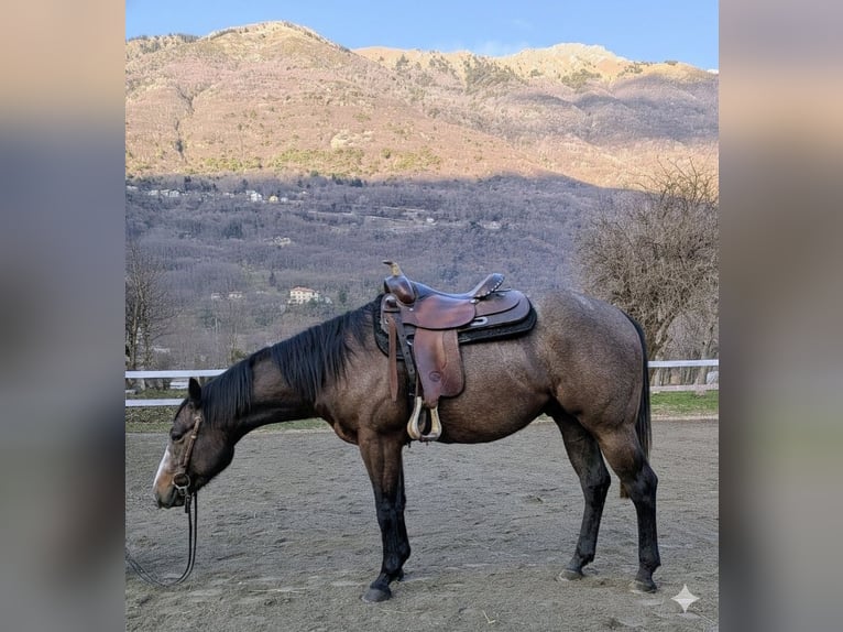 American Quarter Horse Wałach 2 lat Gniadodereszowata in Traona