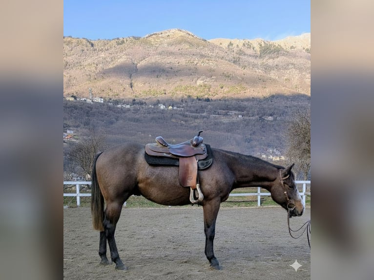 American Quarter Horse Wałach 2 lat Gniadodereszowata in Traona