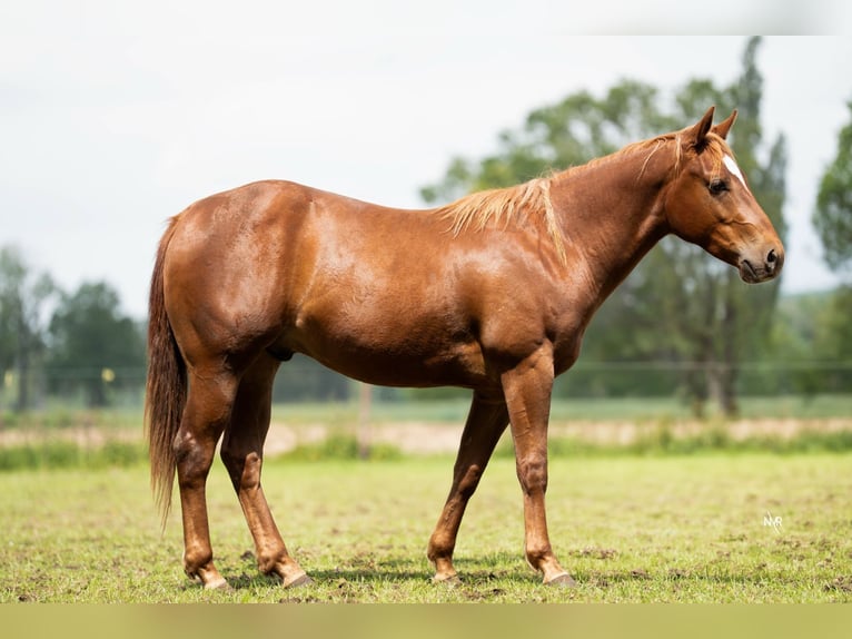 American Quarter Horse Wałach 2 lat Kasztanowata in Grobbendonk