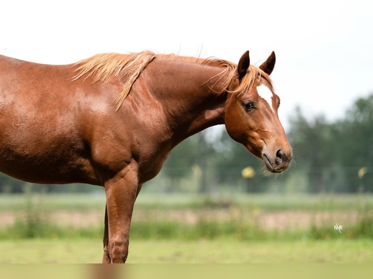 American Quarter Horse Wałach 2 lat Kasztanowata in Grobbendonk