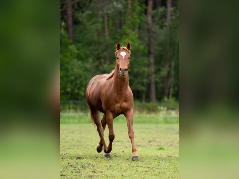 American Quarter Horse Wałach 2 lat Kasztanowata in Grobbendonk