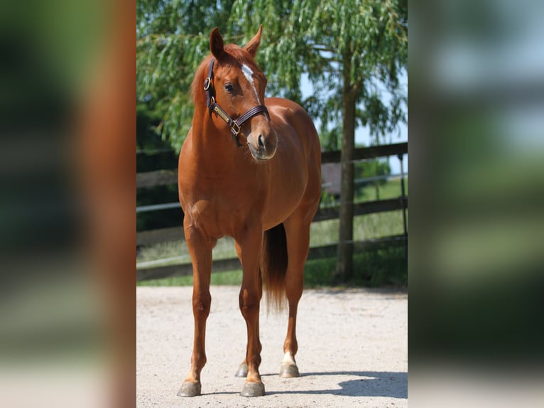 American Quarter Horse Wałach 2 lat Kasztanowata in St. Leonhard am Forst