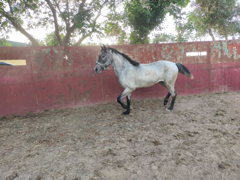 American Quarter Horse Wałach 2 lat Kasztanowatodereszowata in Zafra