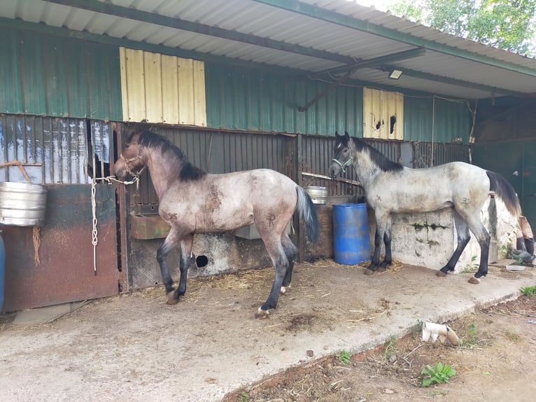 American Quarter Horse Wałach 2 lat Kasztanowatodereszowata in Zafra