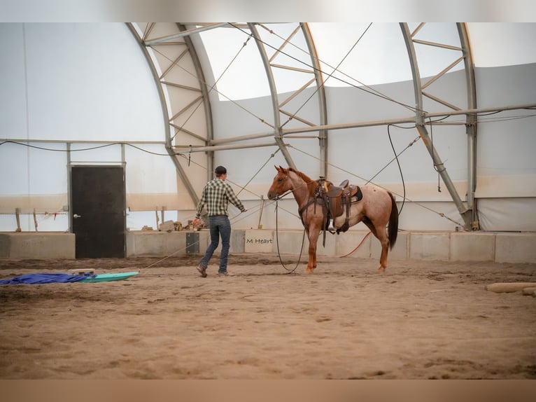 American Quarter Horse Wałach 2 lat Kasztanowatodereszowata in Saint Anthony