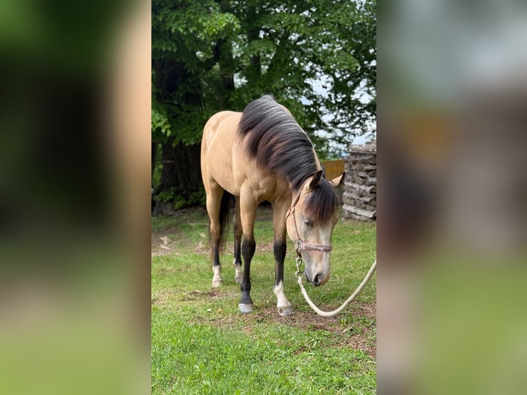 American Quarter Horse Wałach 3 lat 140 cm Jelenia in Eibiswald