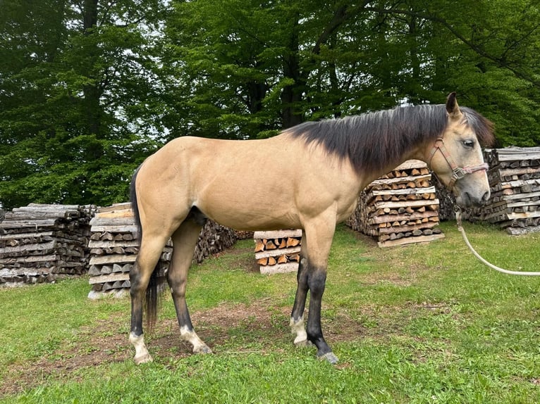 American Quarter Horse Wałach 3 lat 140 cm Jelenia in Eibiswald