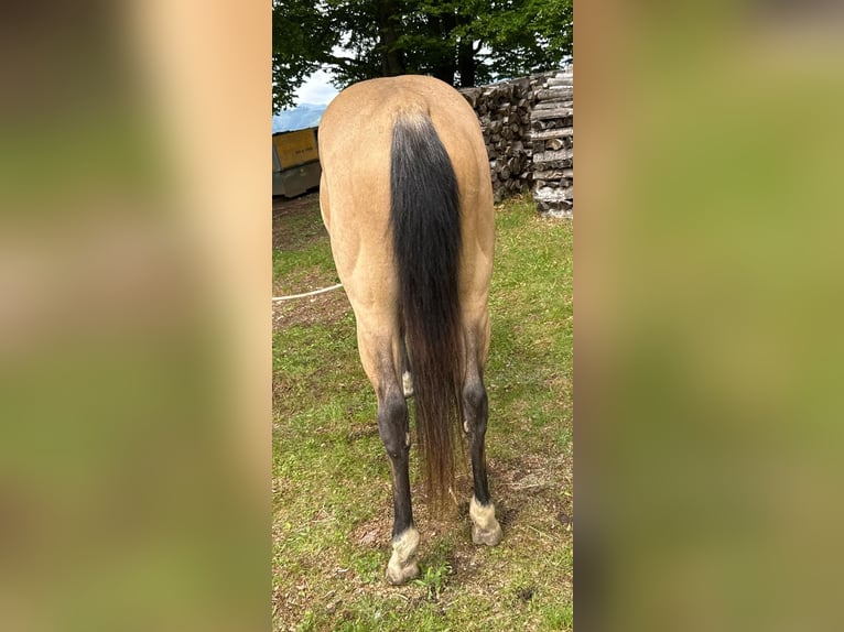 American Quarter Horse Wałach 3 lat 140 cm Jelenia in Eibiswald