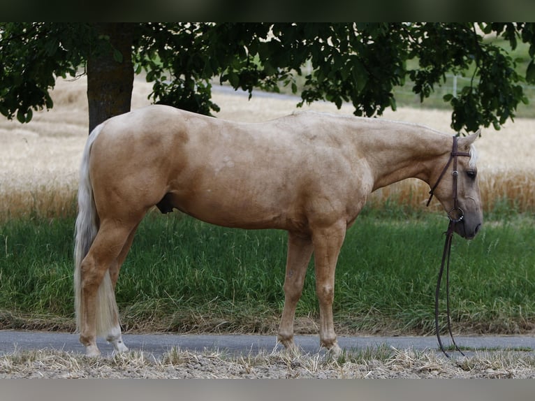 American Quarter Horse Wałach 3 lat 141 cm Izabelowata in Kastellaun