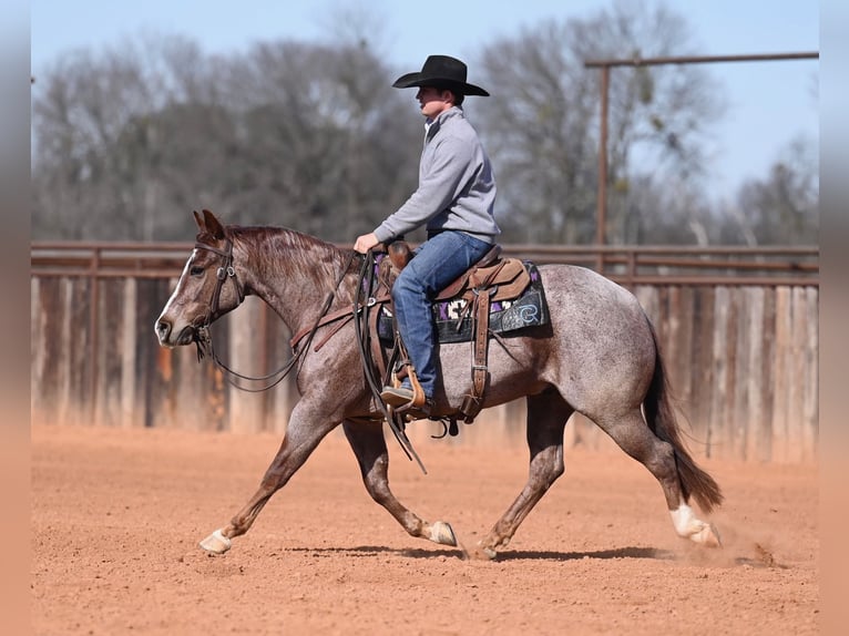 American Quarter Horse Wałach 3 lat 142 cm Kasztanowatodereszowata in Waco