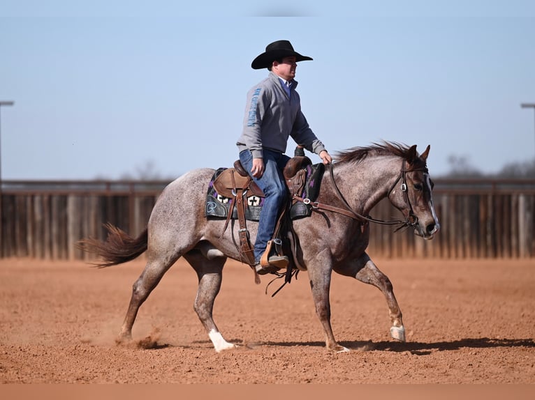 American Quarter Horse Wałach 3 lat 142 cm Kasztanowatodereszowata in Waco