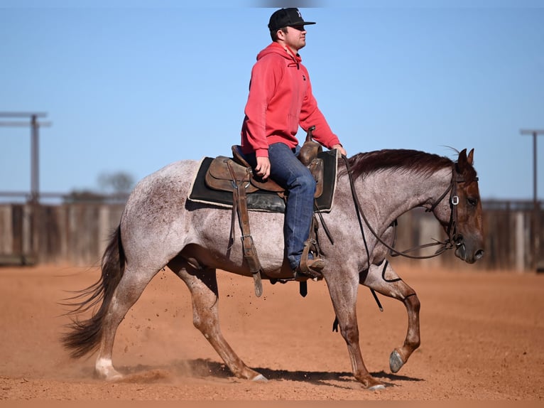 American Quarter Horse Wałach 3 lat 142 cm Kasztanowatodereszowata in Waco