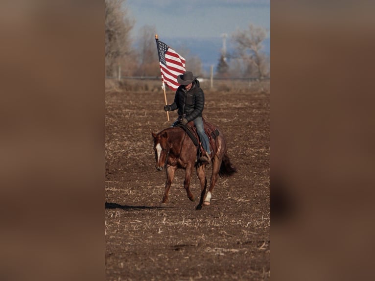 American Quarter Horse Wałach 3 lat 142 cm Kasztanowatodereszowata in Saint Anthony