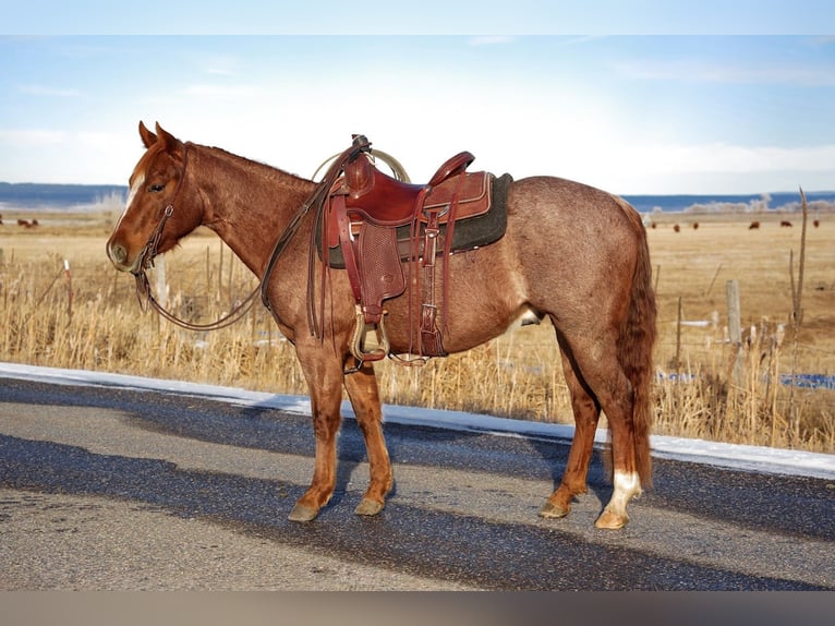 American Quarter Horse Wałach 3 lat 142 cm Kasztanowatodereszowata in Saint Anthony