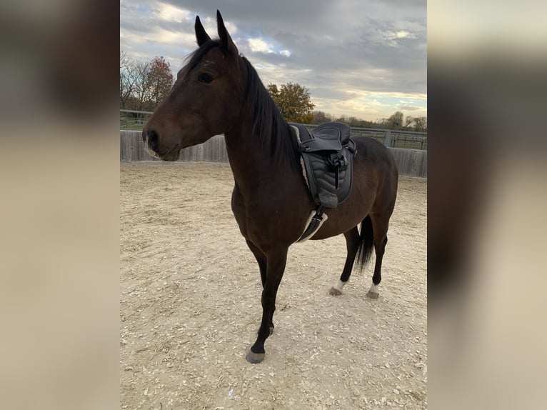 American Quarter Horse Wałach 3 lat 144 cm Gniada in Eisenstadt