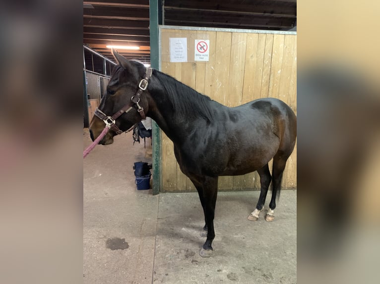 American Quarter Horse Wałach 3 lat 144 cm Gniada in Eisenstadt