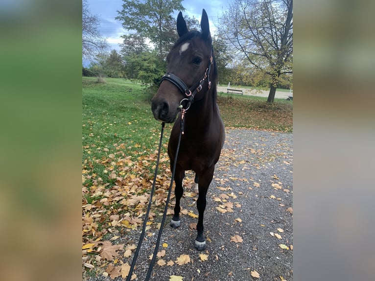 American Quarter Horse Wałach 3 lat 144 cm Gniada in Eisenstadt