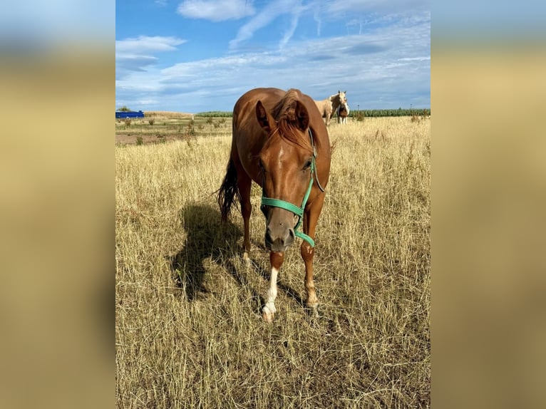 American Quarter Horse Wałach 3 lat 144 cm Kasztanowata in Daleiden