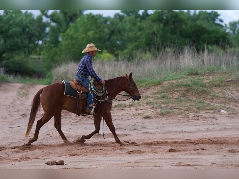 American Quarter Horse Wałach 3 lat 145 cm Cisawa in Canyon