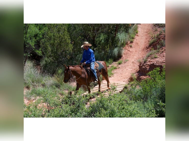 American Quarter Horse Wałach 3 lat 145 cm Cisawa in Canyon